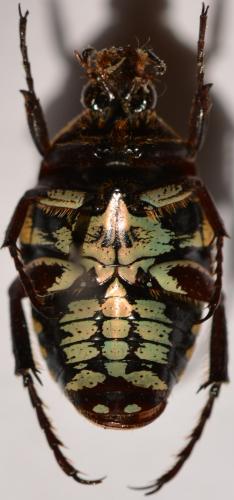 Euryomia argentea